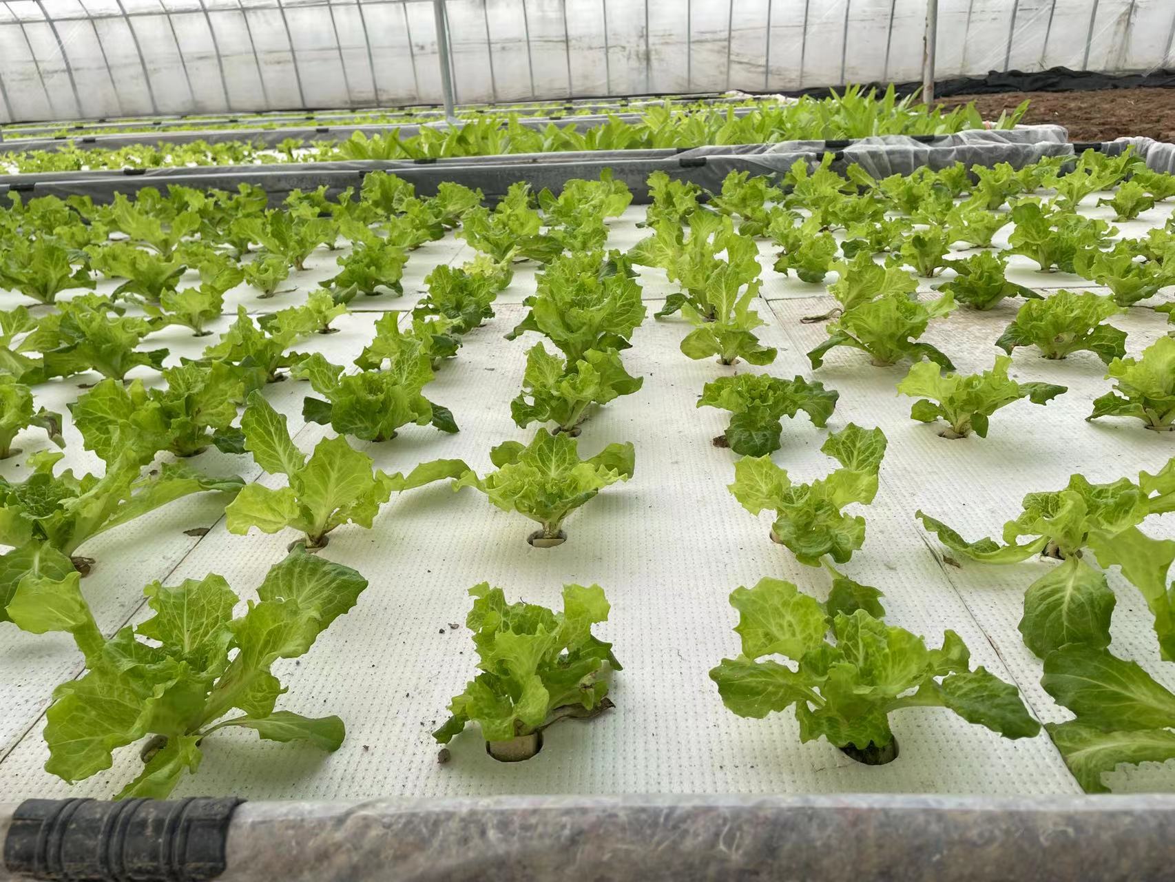 水培菜种植方法营养液,水培生菜多久换一次营养液