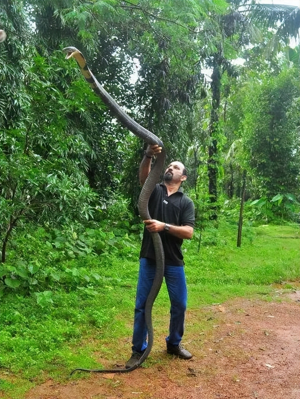 农户家中惊现两米长剧毒眼镜王蛇,发现剧毒的眼镜王蛇需要怎么处理