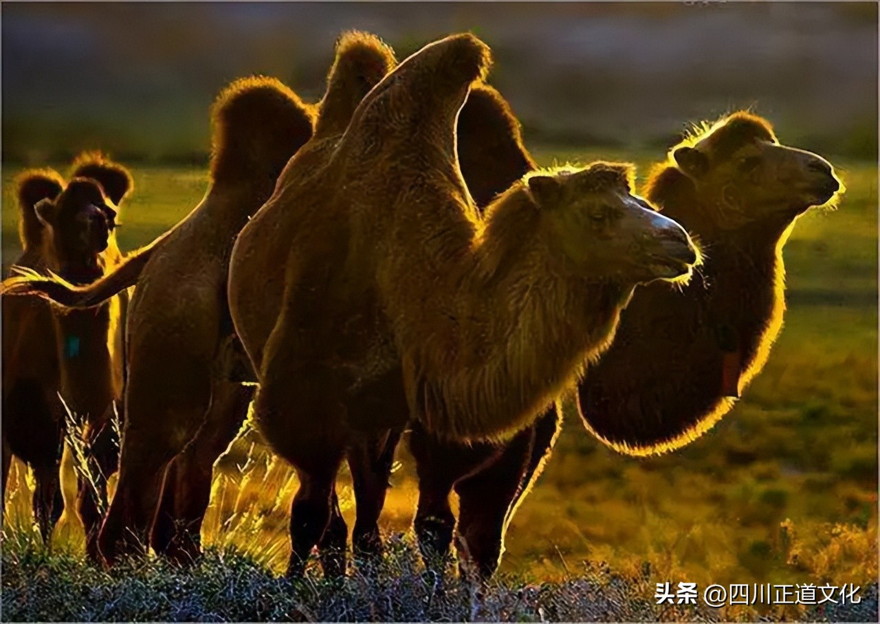 大象那么凶猛为什么它不吃肉,大象没什么天敌为什么数量那么少