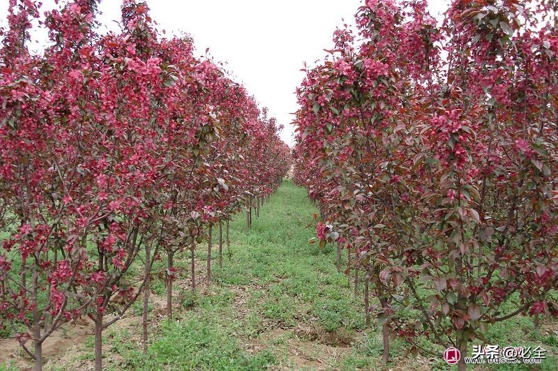 苗木行业发展特征分析,苗木现状与前景