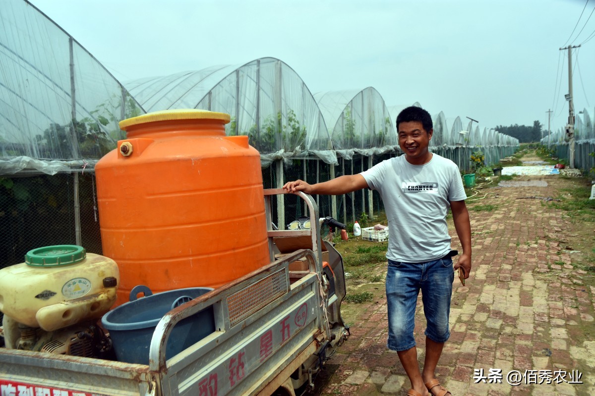 高效低毒杀虫剂蚧壳虫,蚧壳灵专用速效杀虫剂
