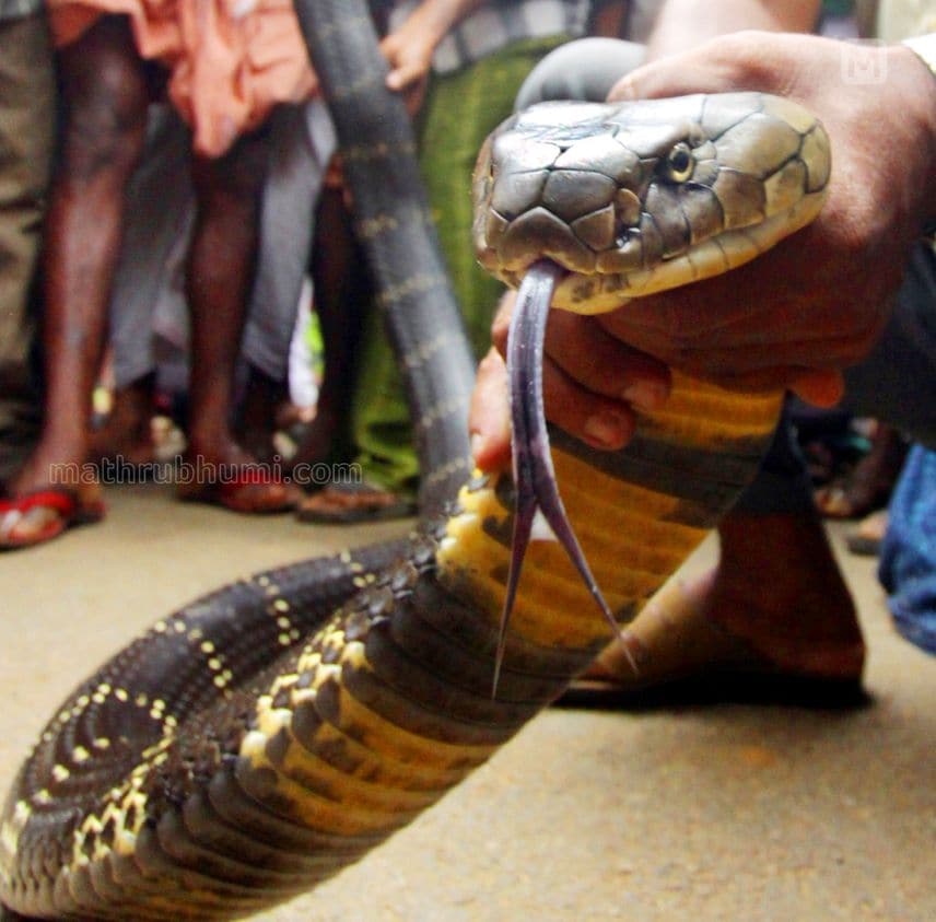 蛇獴大战眼镜王蛇两强相遇,蛇獴大战眼镜王蛇哪个厉害