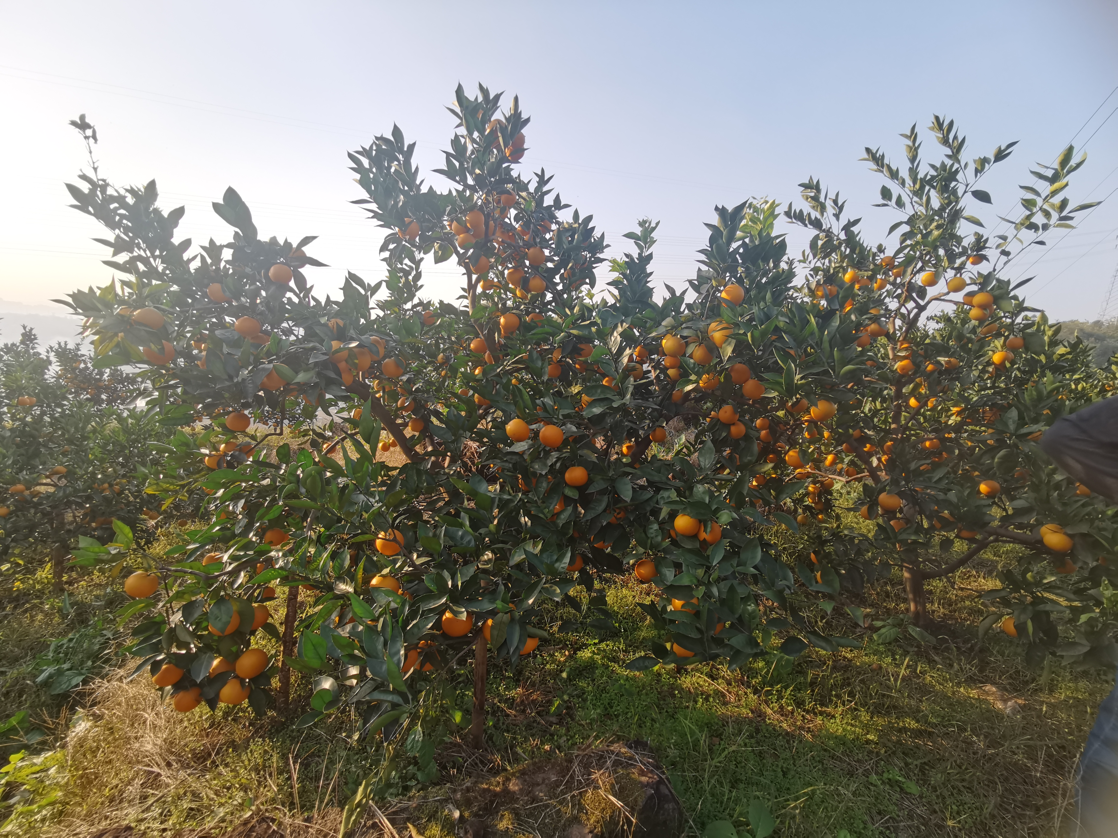 柑橘修剪内膛强枝能留桩吗,柑橘修剪空了能春梢带花吗