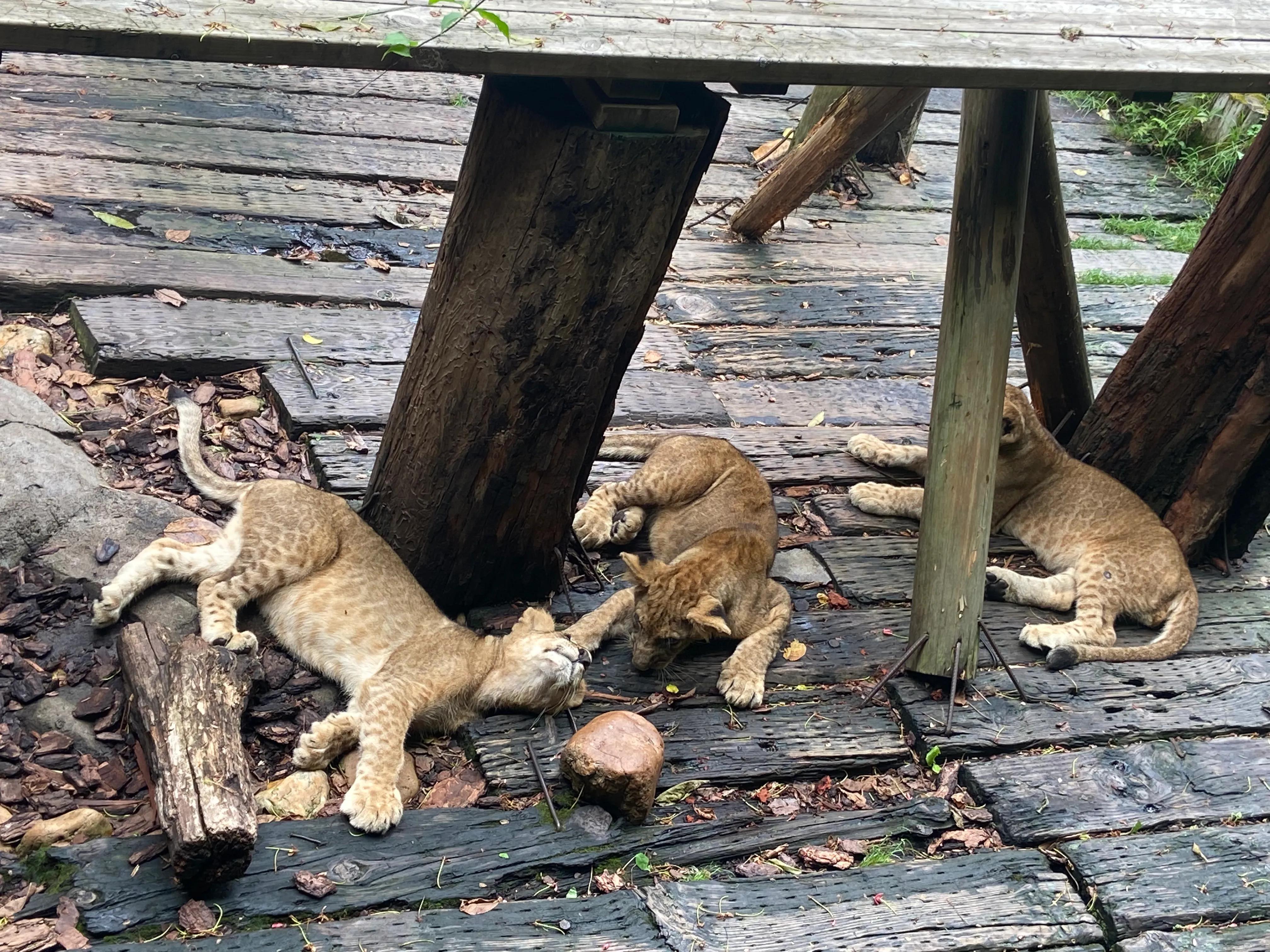 广州长隆野生动物园保姆级攻略,佛山去广州长隆野生动物园攻略