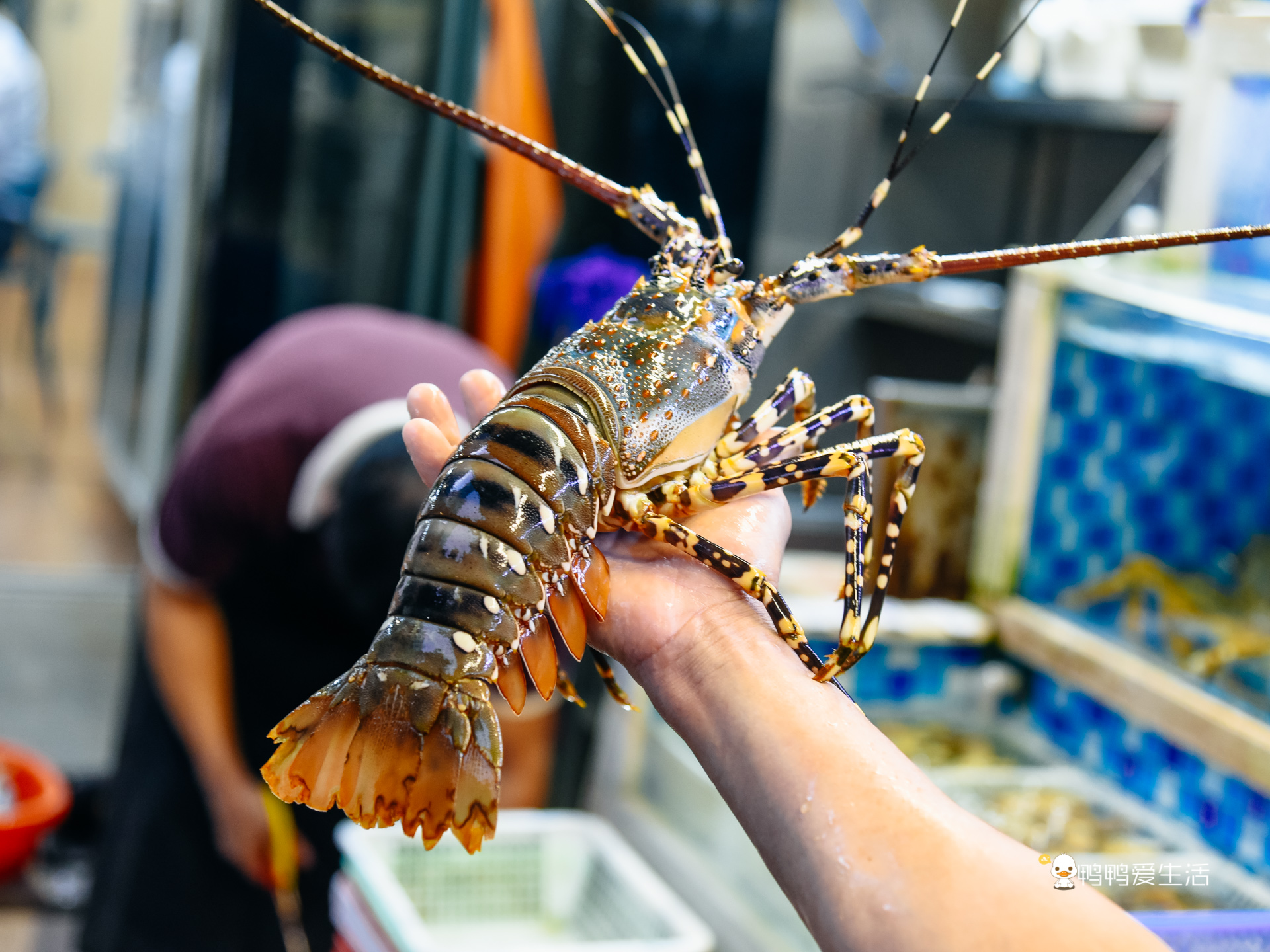老厦门人都知道的四里建兴，开业近40年，红花蟹还能一蟹六吃