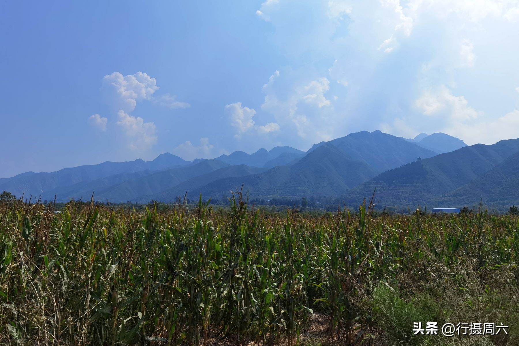 农村养跑山鸡前景,养殖1000只跑山鸡的成本和利润