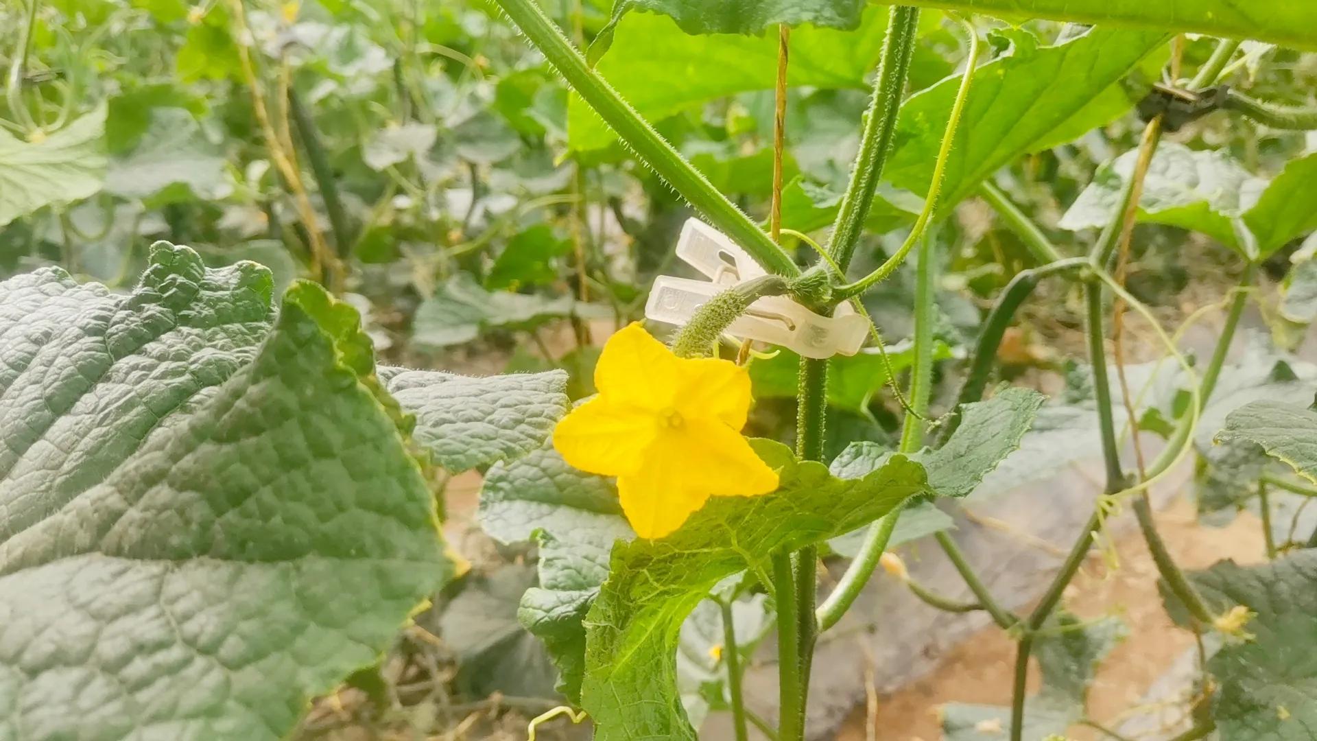 黄瓜啥时可以整枝打杈,黄瓜打杈子的正确方法