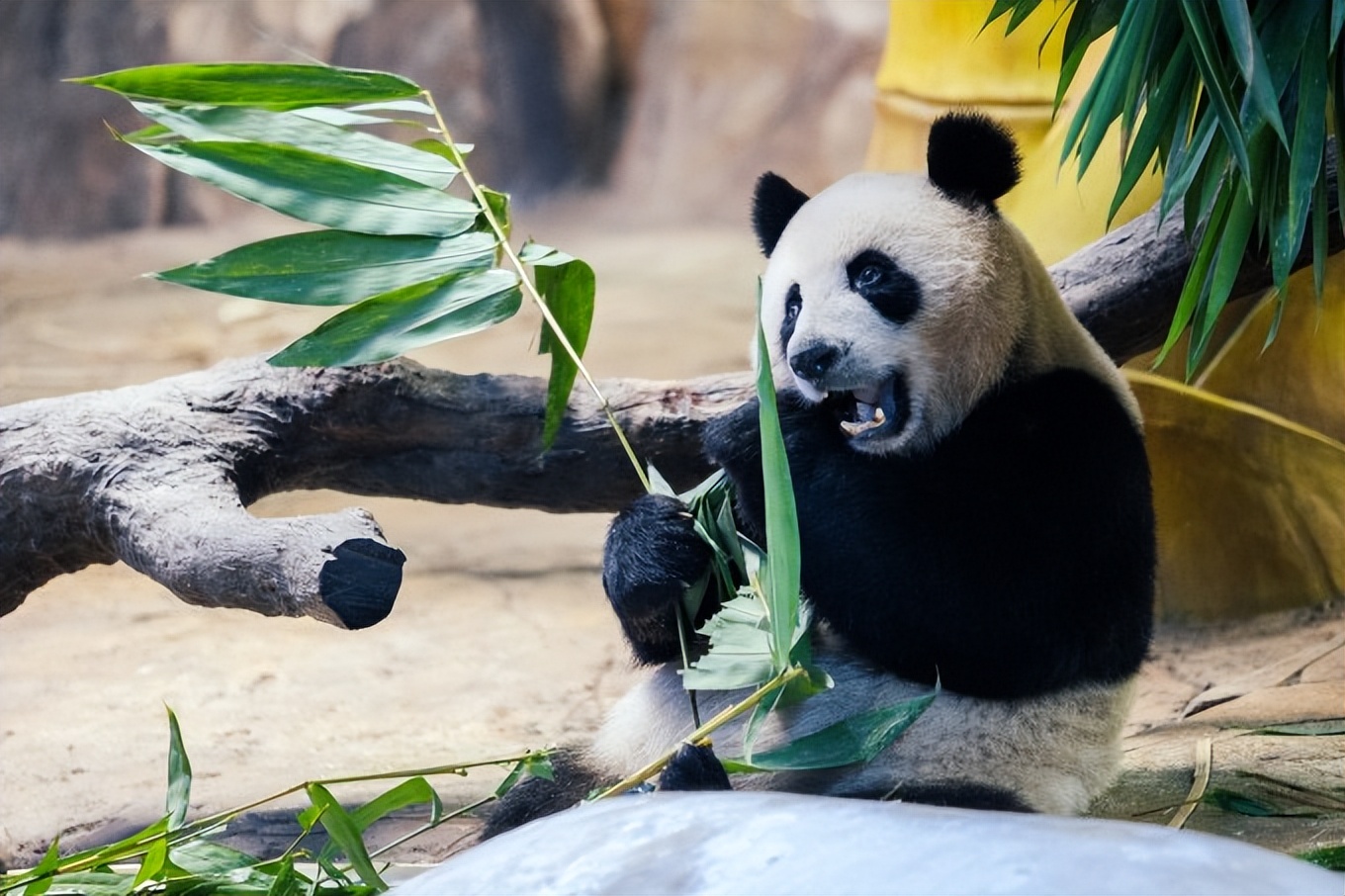 说走就走的旅行广州长隆欢乐世界,广州长隆适合8-10岁的主题乐园