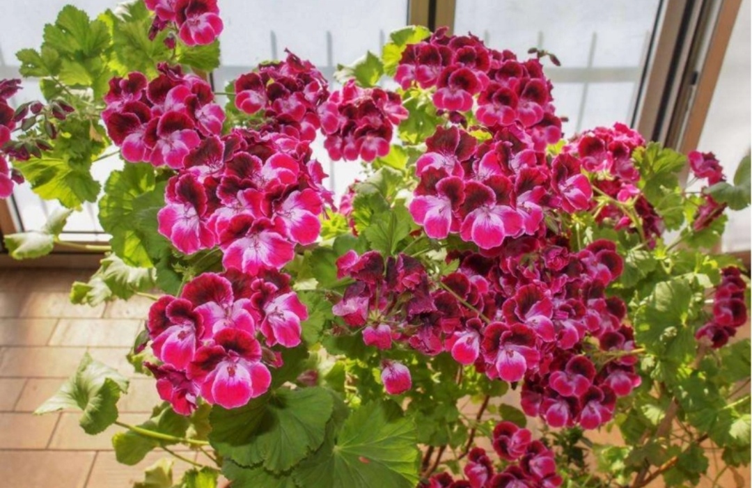 天竺葵到5月份还开不开花,天竺葵花苞还没开就蔫了怎么办