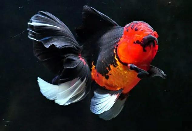 养金鱼七条有什么讲究,养金鱼的十大忌讳