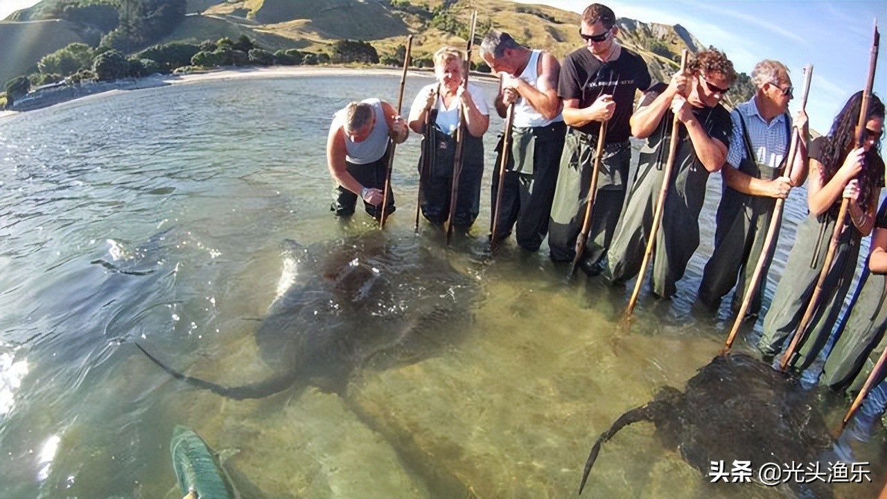 4千斤野生黄鱼被捕捞,巨型鳐鱼被抓到