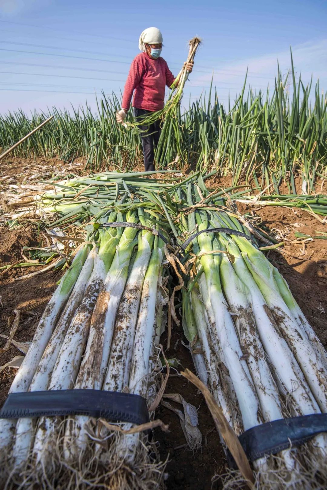 为什么叫山东大葱,为什么大葱用葱白不用葱绿