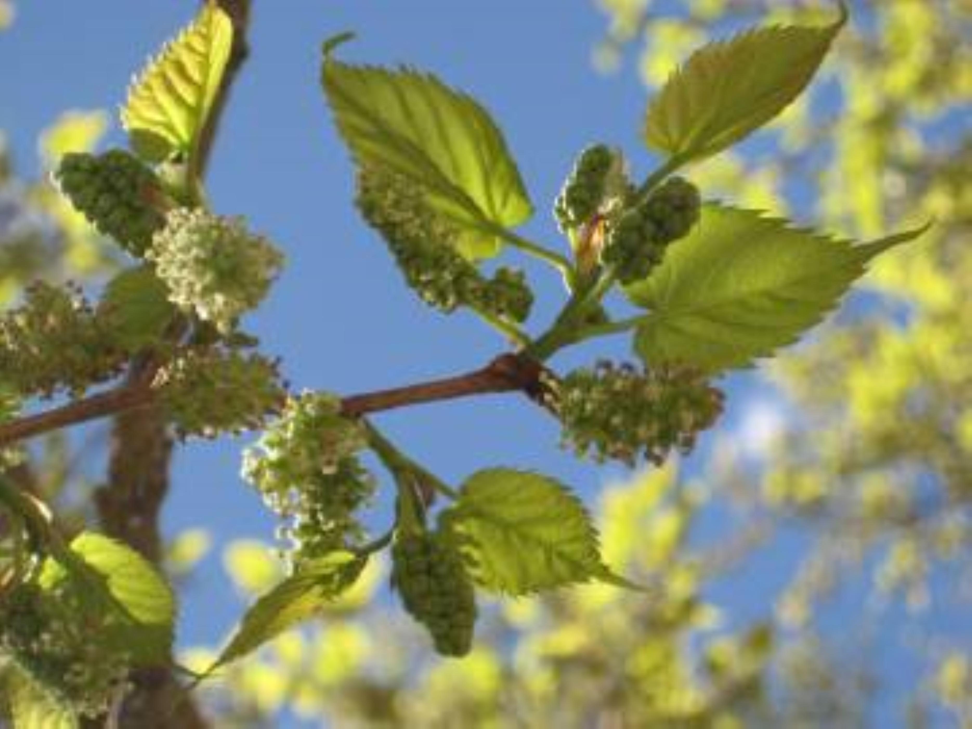 春季过敏是身体哪里的毛病,春季过敏是鼻炎还是花粉症
