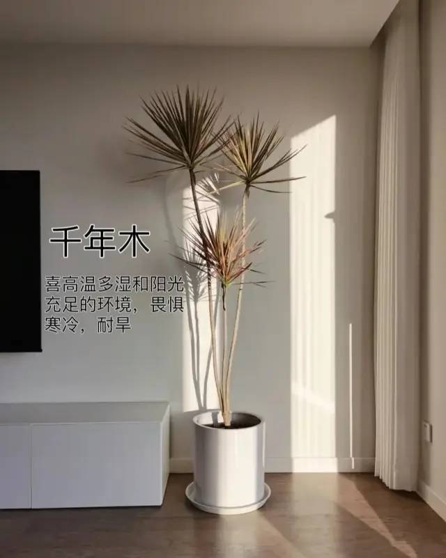 室内绿植软装搭配案例怎么摆,绿植与轻奢结合的软装搭配