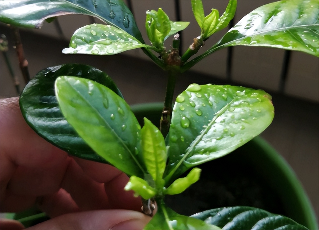 不想养的花太乱太杂哪些值得养,家中千万别养这8种毒花