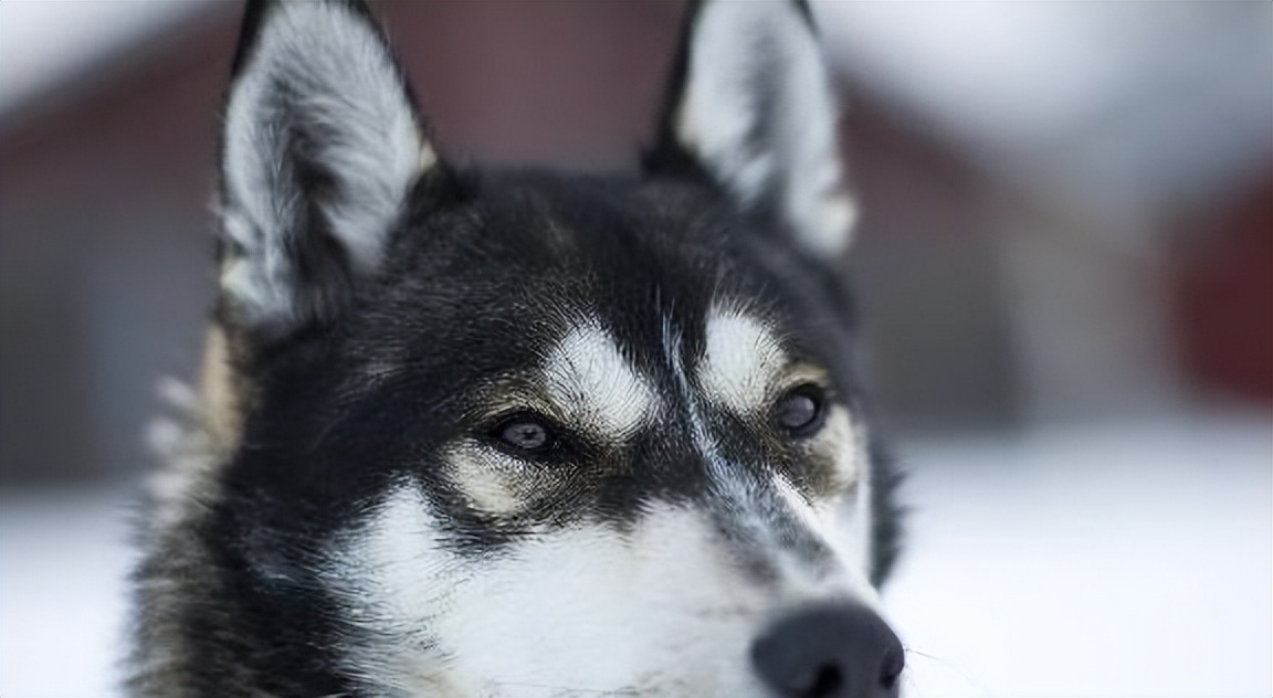 哈士奇拆家怎么制止它咬人,哈士奇疯狂拆家