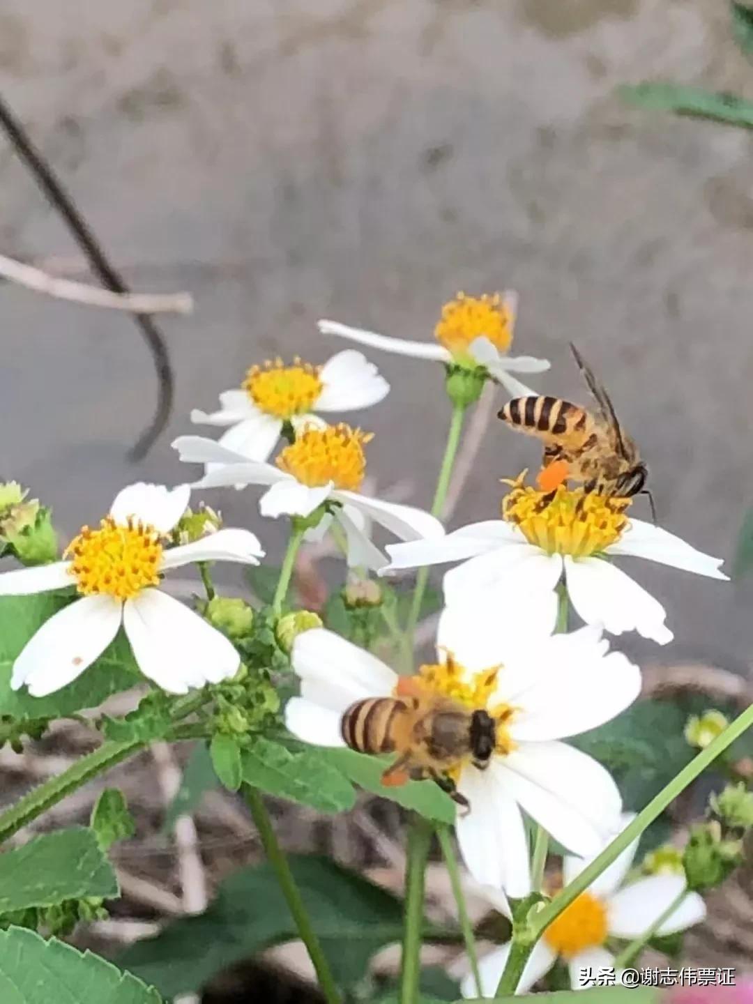 海南风光美（035）蜜蜂采蜜为谁忙？