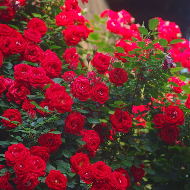 5多头藤本月季,50种漂亮月季