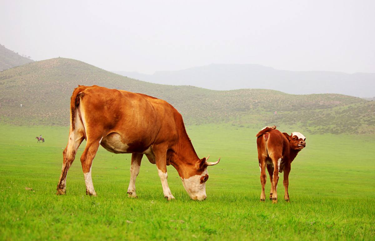 母牛流黏液是怎么回事,母牛流白带血是什么原因