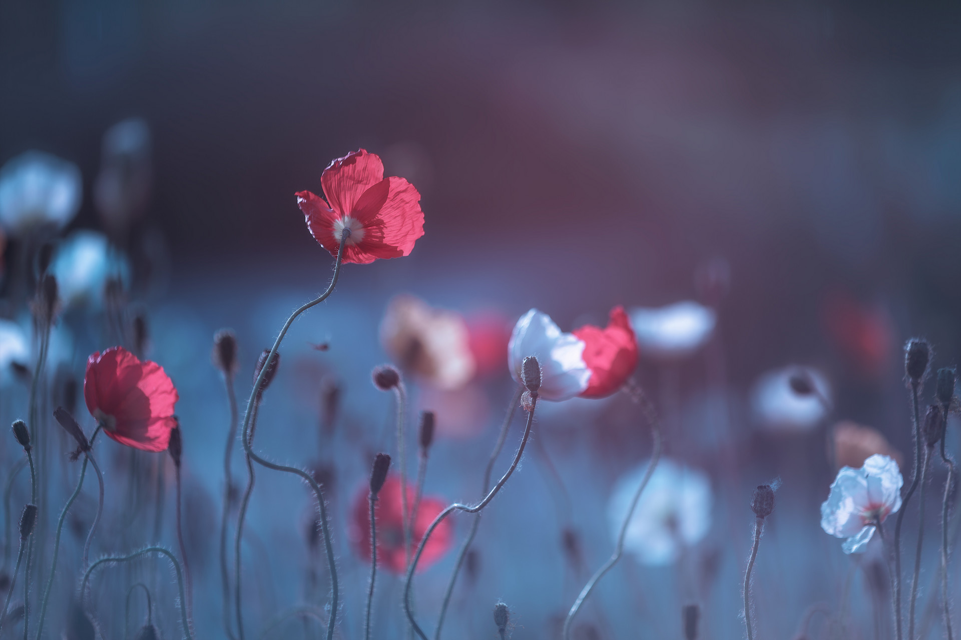 爱上已婚男人该怎么做才能放弃,爱上已婚男人正确做法