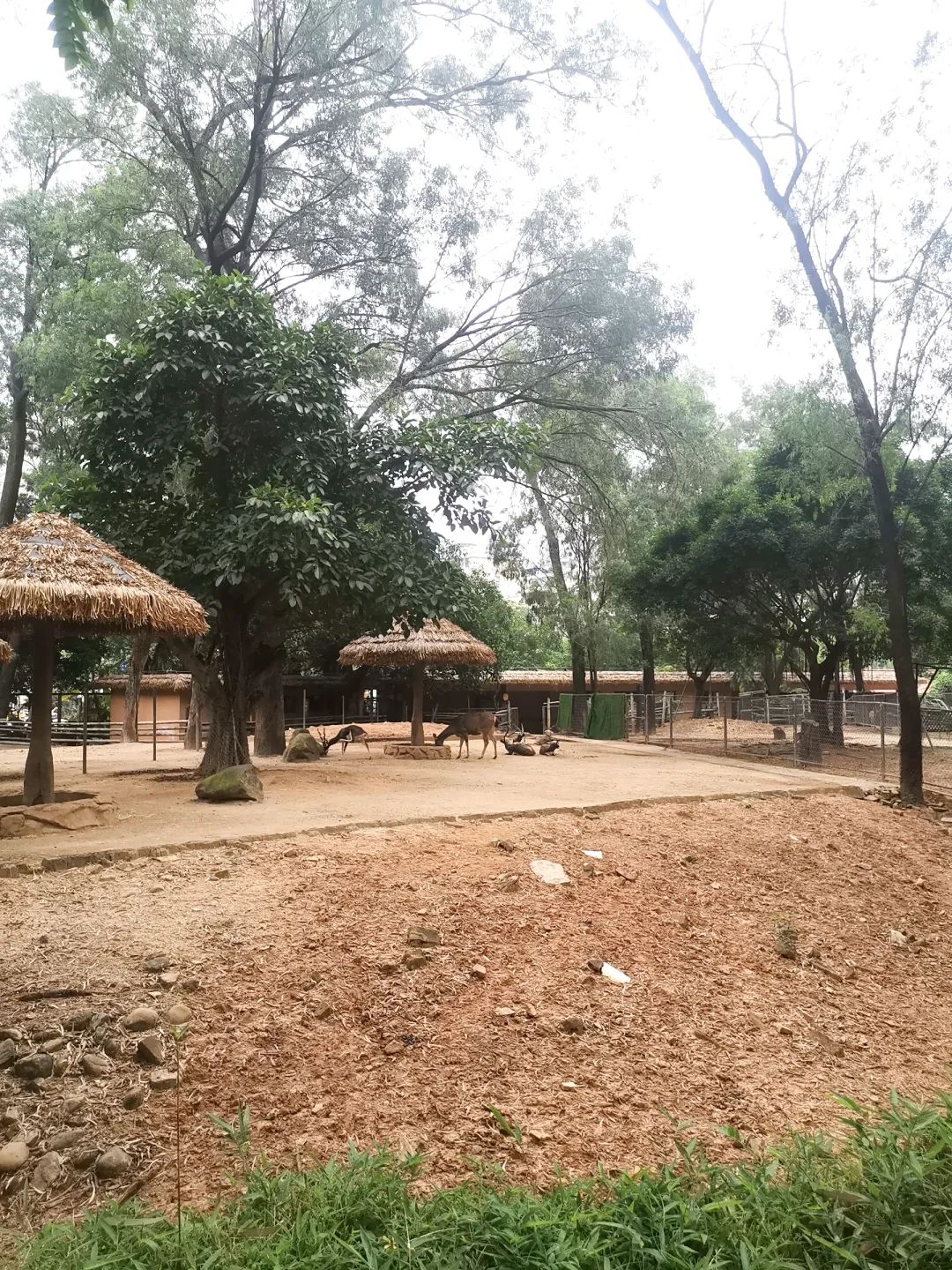 五一广州动物园攻略自由行,五一游广州野生动物园