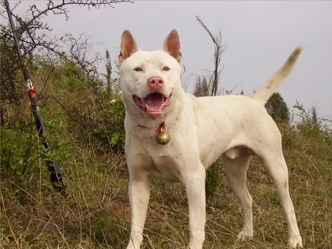 下司犬为什么不建议养,怎么养下司犬
