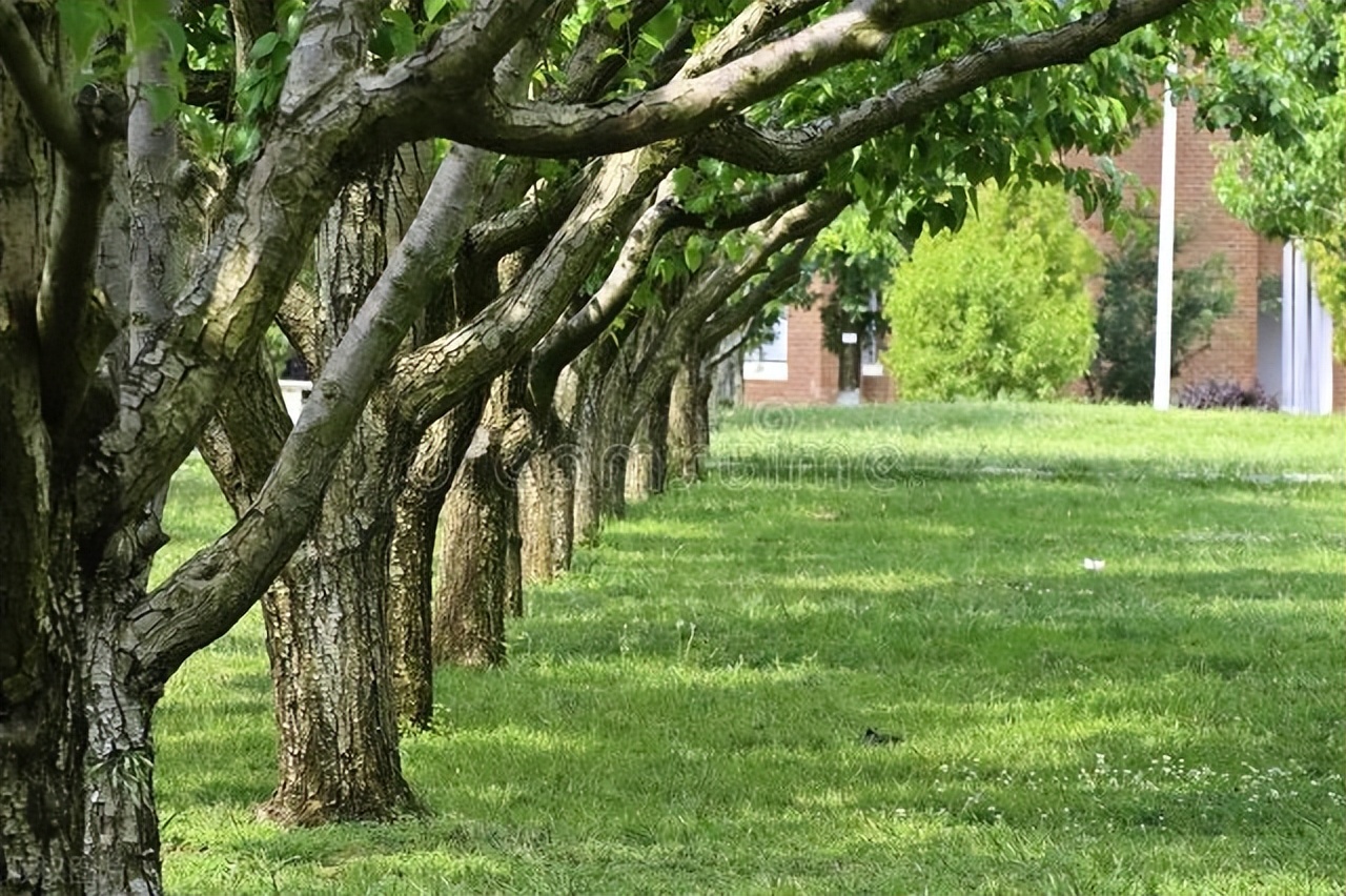 云南昆明春城游玩攻略,春城之约昆明旅游攻略