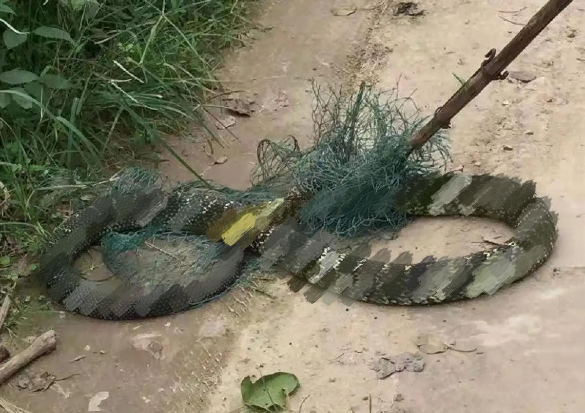 曾有人被咬伤*体下**！女子夜起从马桶钻出大蛇，大蛇为何能上楼？