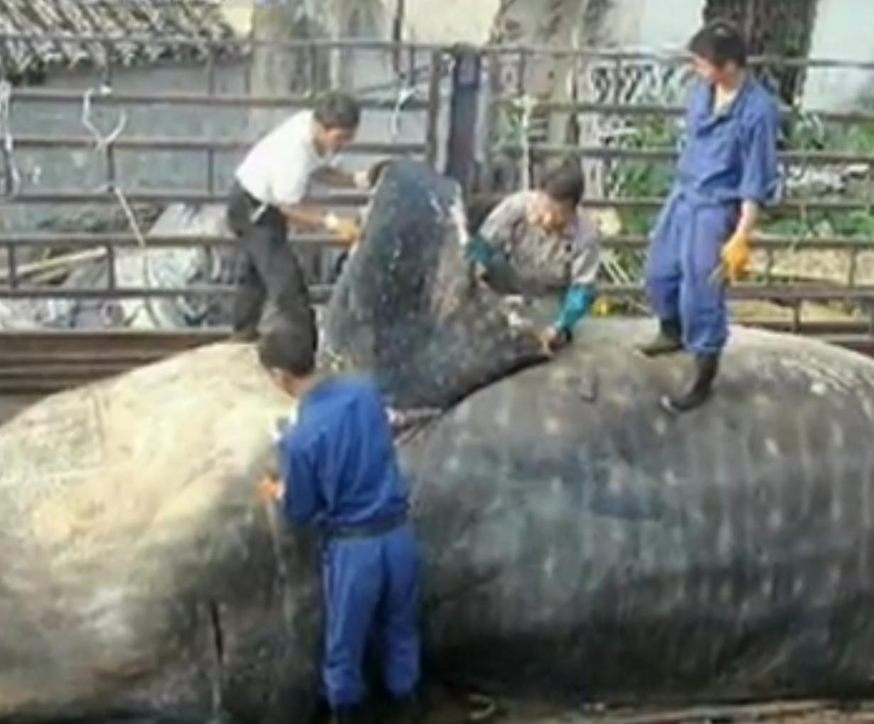 中国“鲨鱼村”的聪明商人：加工迷你“小鲨鱼”，年入3000万