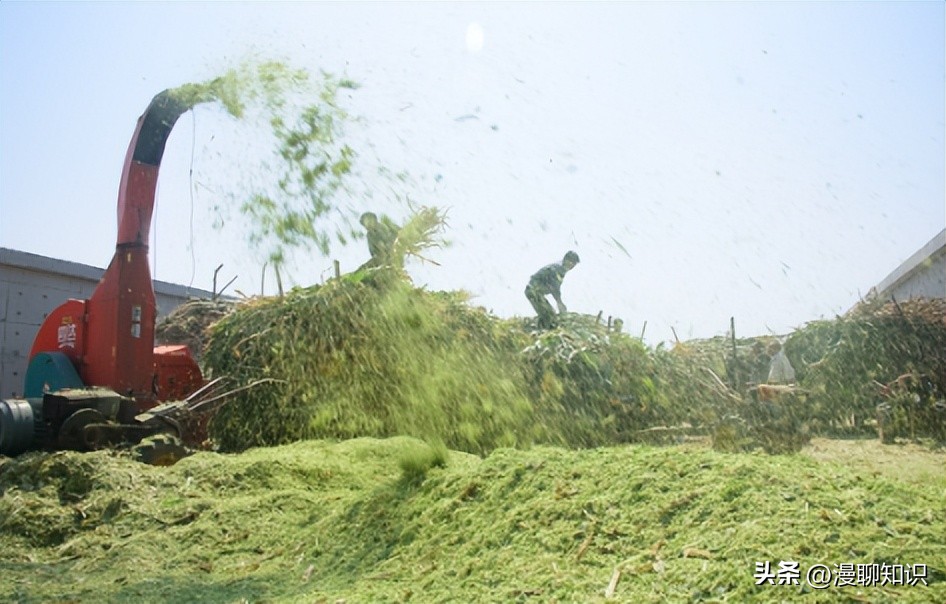 象草与巨菌草的生长范围,柱花草介绍