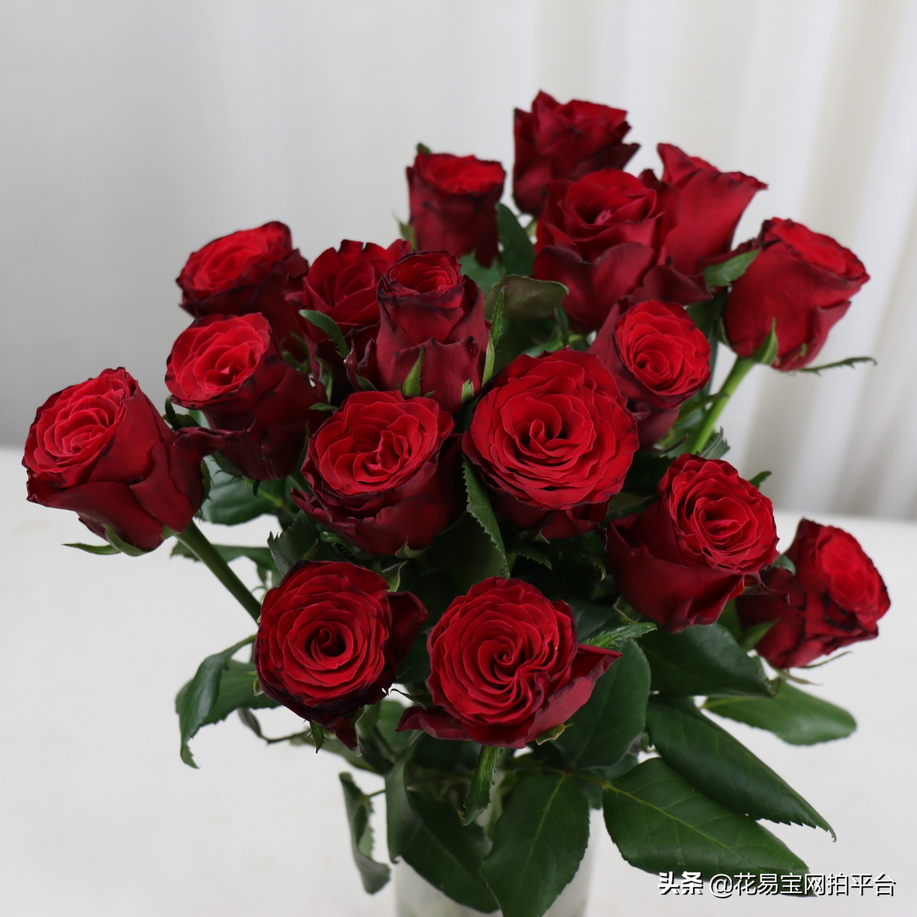 红玫瑰哪种耐放好养活,哪种红玫瑰最好养