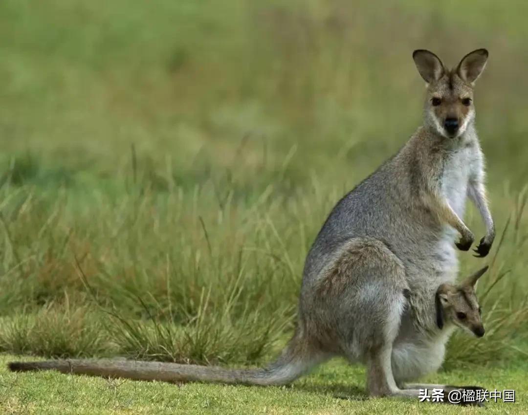 咏袋鼠诗点评——陇诗月旦辛丑小寒篇