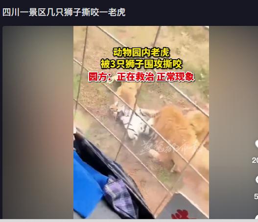 动物园内老虎被狮子撕咬过程,动物园老虎被3只狮子围攻致死