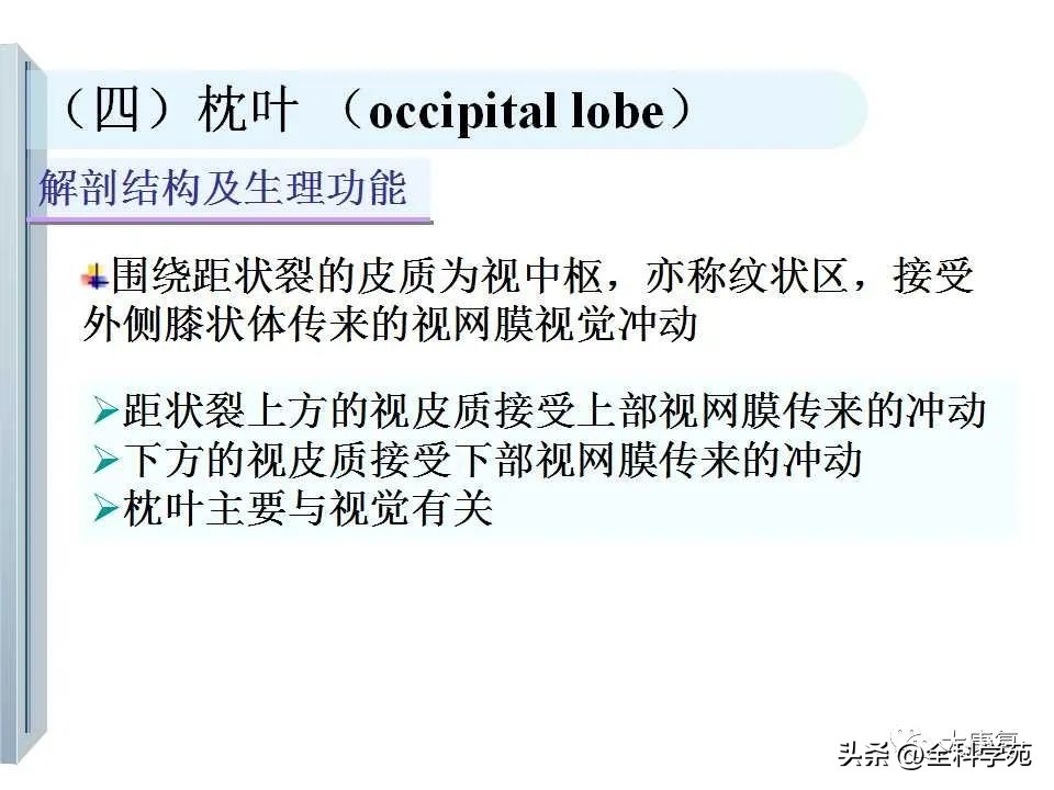 神经系统的影像与解剖定位,最全神经解剖图