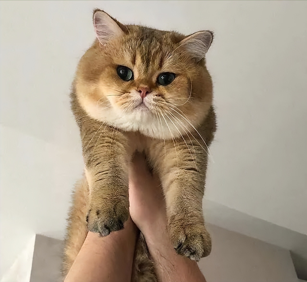 为什么越来越多人养银渐层真香,为什么许多人喜欢养金渐层