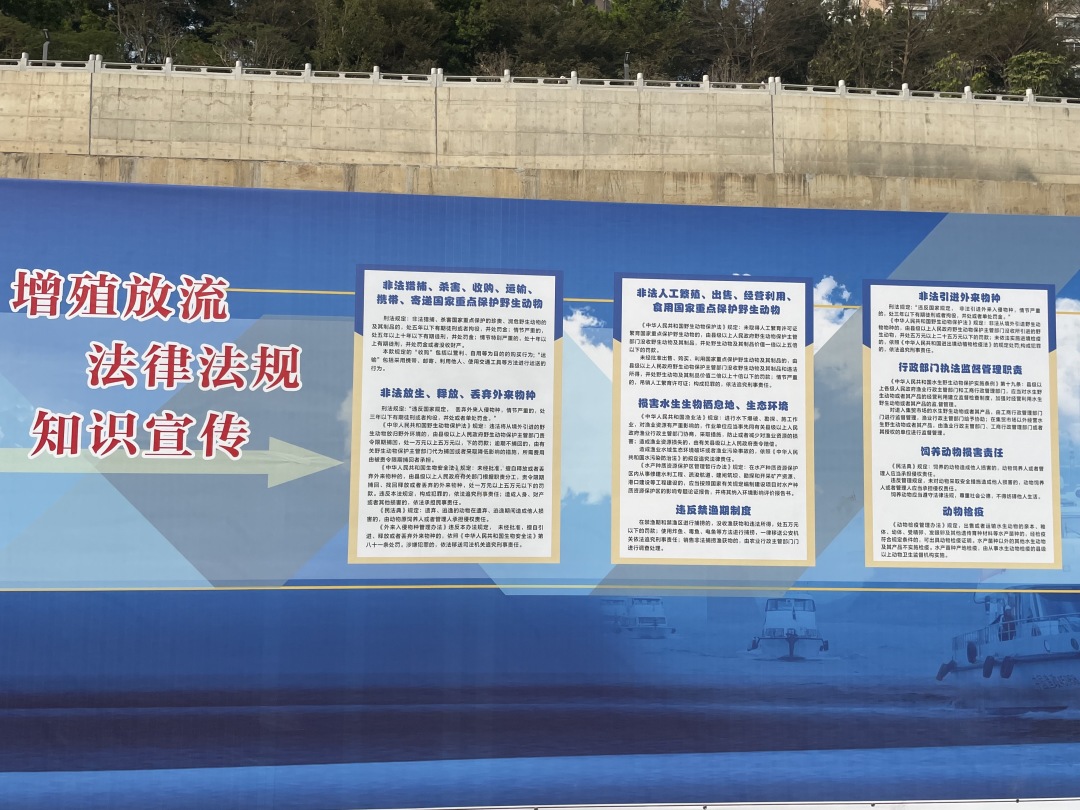 广西梧州市老码头,梧州老码头河鱼