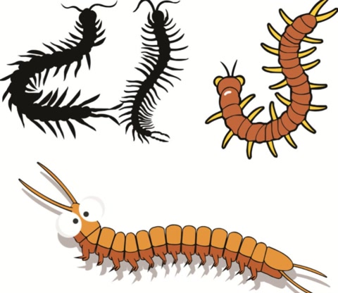 五毒之一蜈蚣为什么怕鸡,鸡为什么是蝎子的克星