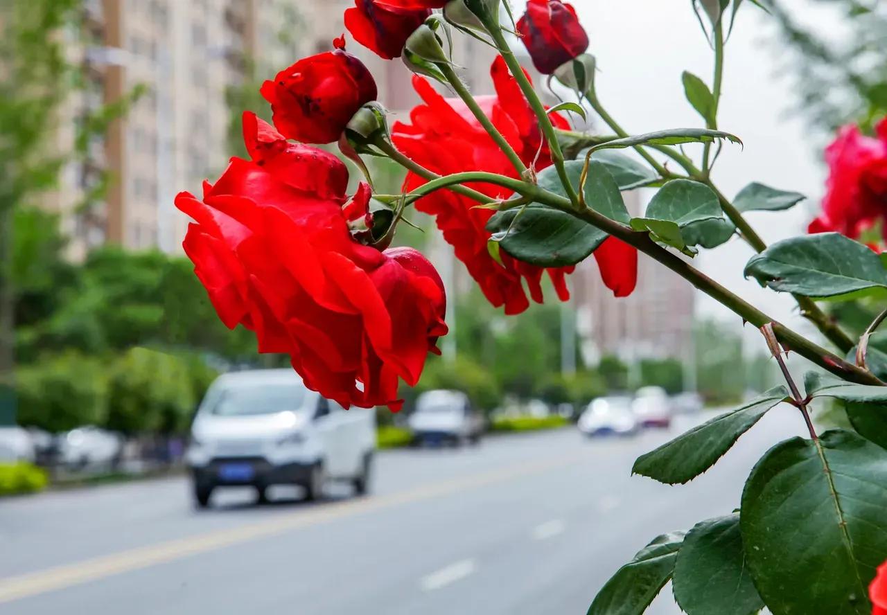 重庆国际象棋锦标赛,中国重庆国际象棋协会