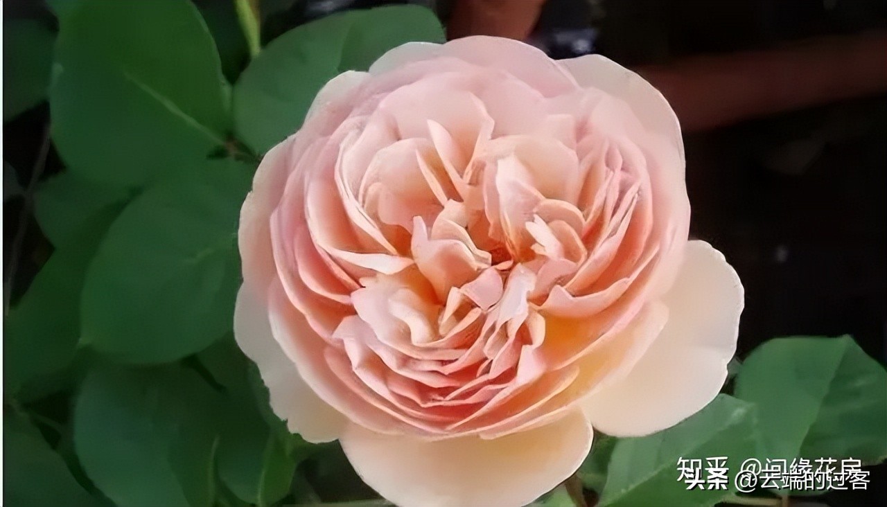 1到99朵玫瑰的含义图片,1到99朵玫瑰花语是什么