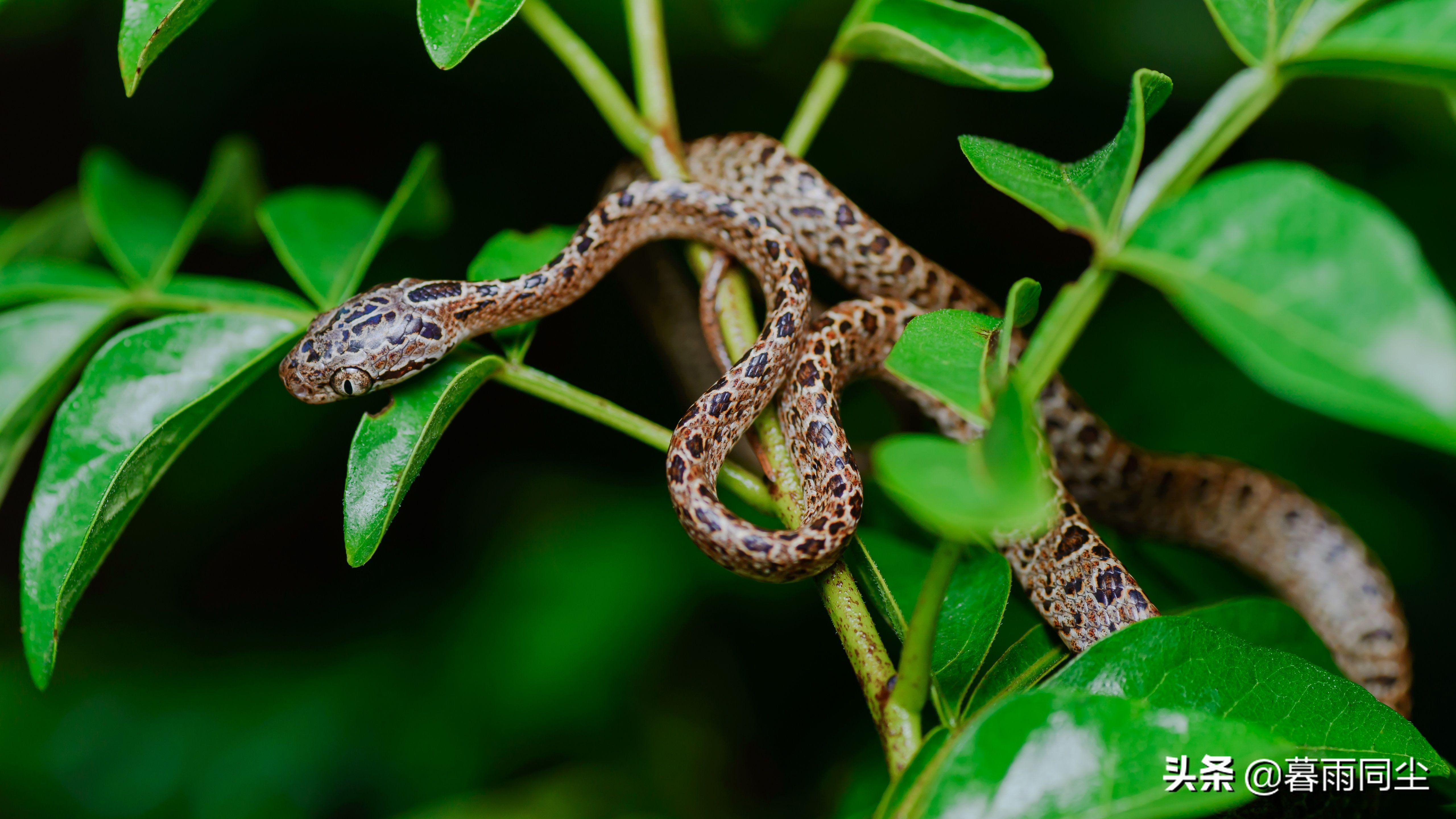 野外旅游怎么防蛇咬伤别人,野外防被蛇咬带什么药可保命