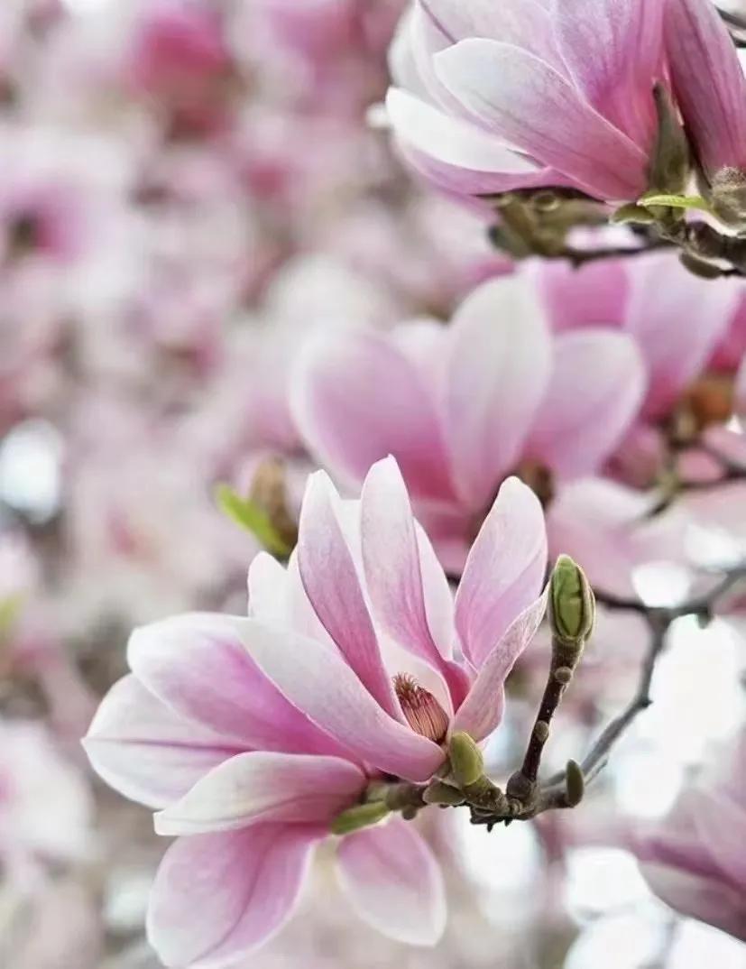 现在货币基金收益好的有哪几个,货币基金收益为什么会越来越低