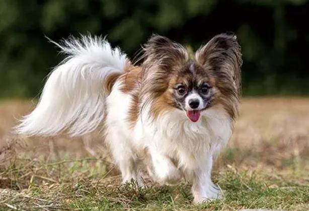 世界上最小的犬种排名,世界上最小的犬种是什么