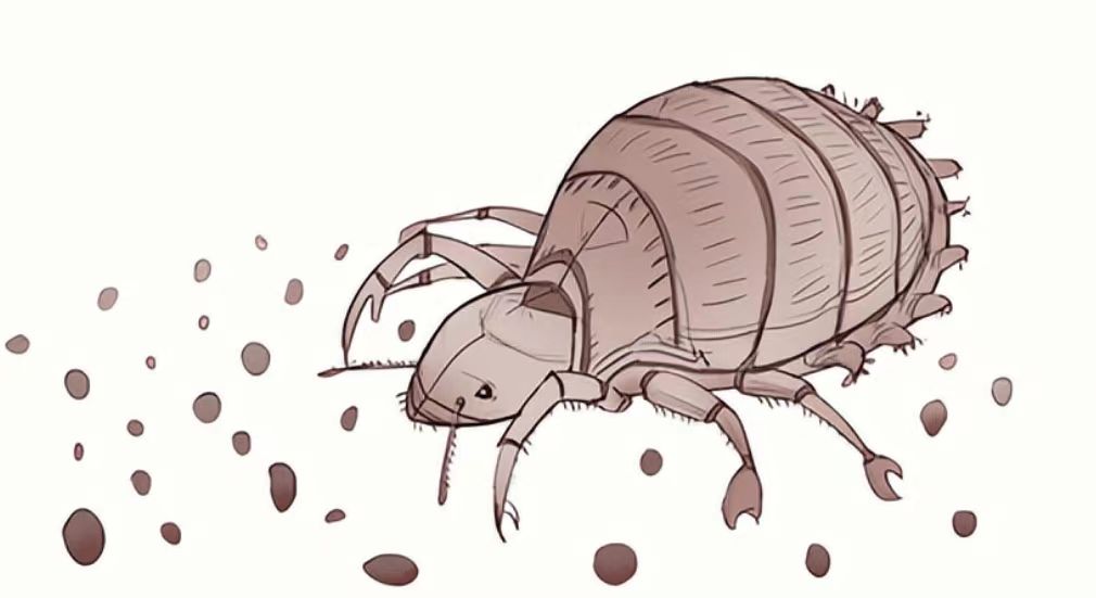 阴虱什么原因会出现在人身上,阴虱的传播途径有哪些