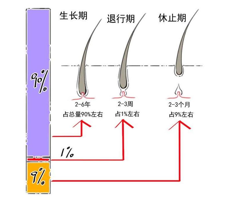 脱发怎么办如何拯救你的头发,脱发怎么拯救头皮毛囊