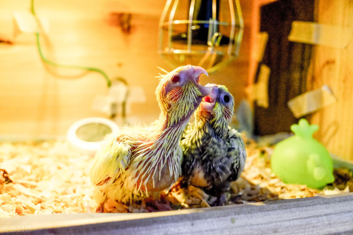 玄凤着凉拉稀能自愈吗,玄凤雏鸟着凉站不起来