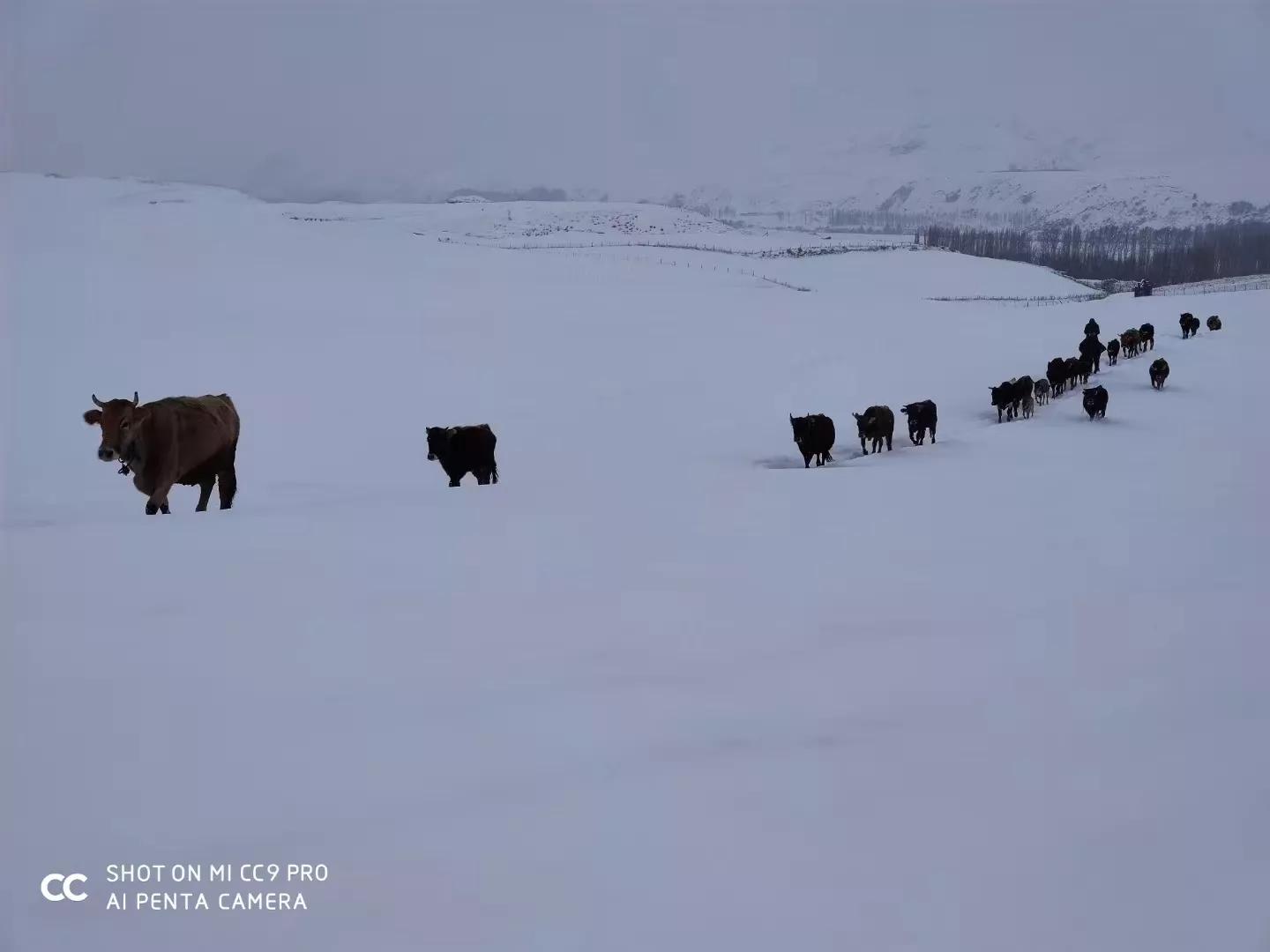 新股民申购新股条件,新入市的股民怎么选股