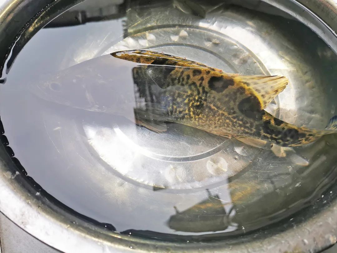 重庆大足特色纪念品,重庆大足特色小吃