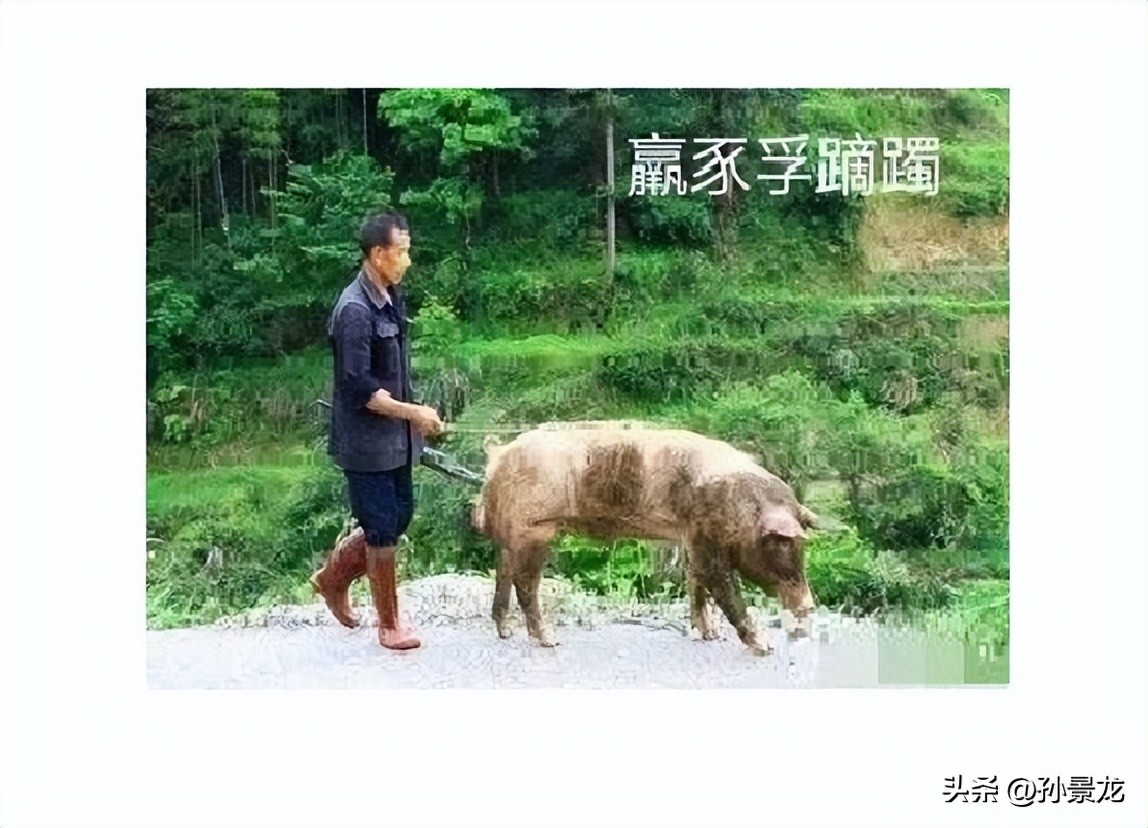 系于金柅什么意思,系于金柅贞吉什么意思