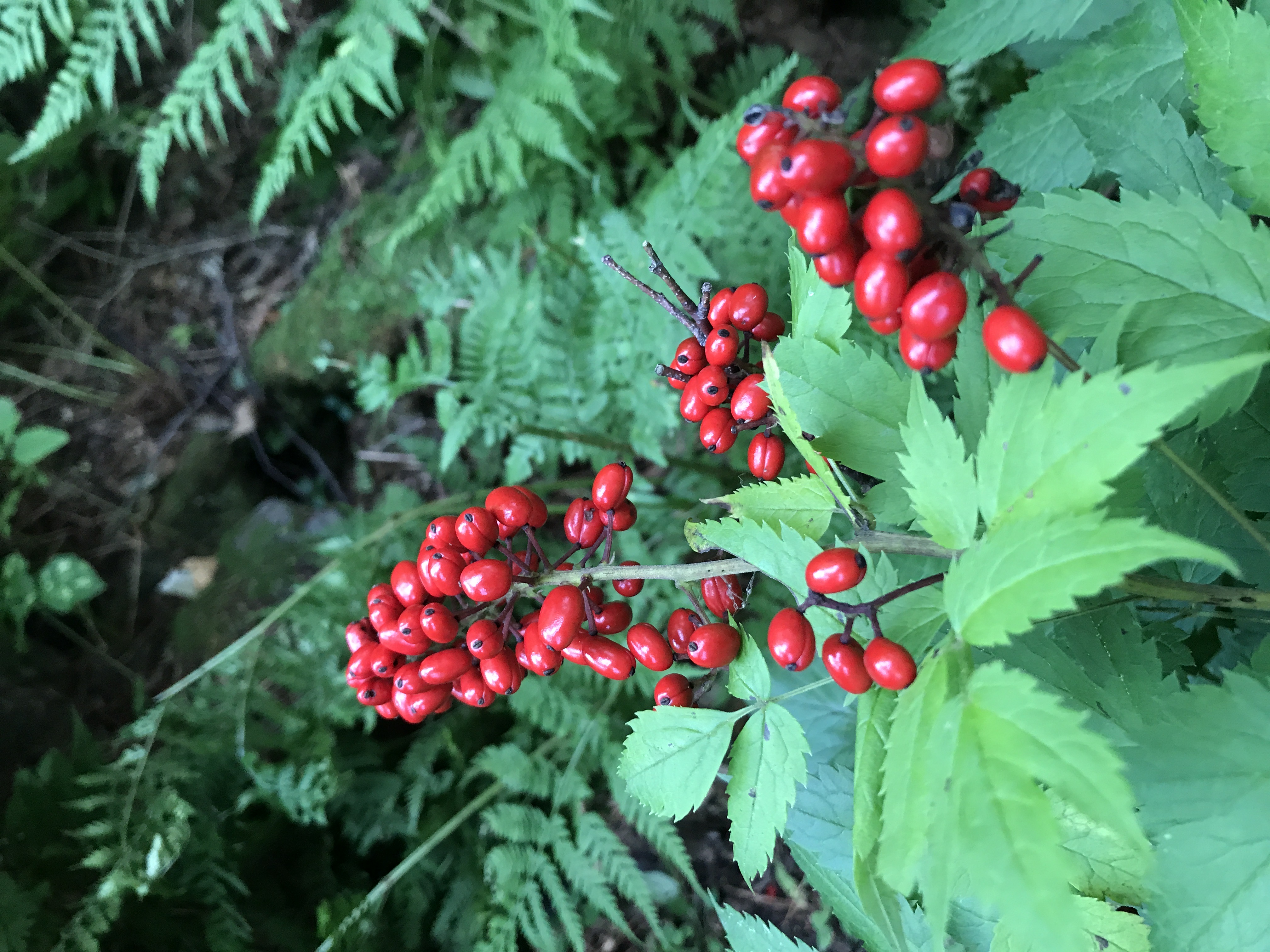 探秘摩艾石像,探秘摩迈尔洞穴