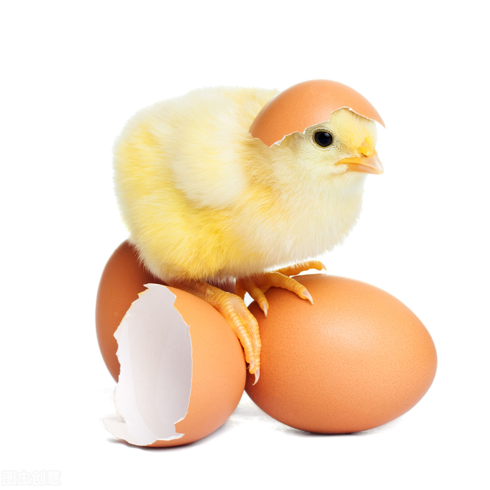 如何看待全世界每年有70亿只小公鸡被绞碎,然后做成了猫粮狗粮?